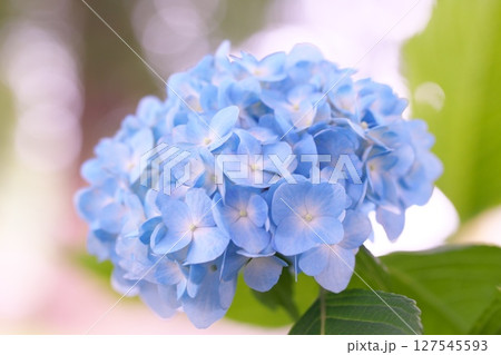 初夏の紫陽花と玉ボケ 127545593