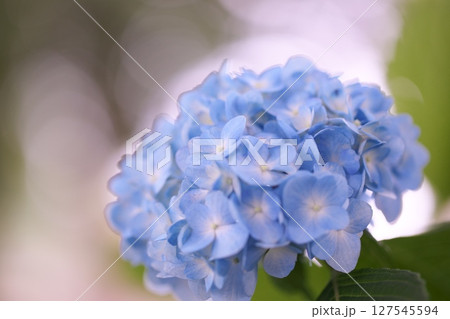 初夏の紫陽花と玉ボケ 127545594