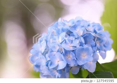 初夏の紫陽花と玉ボケ 127545595