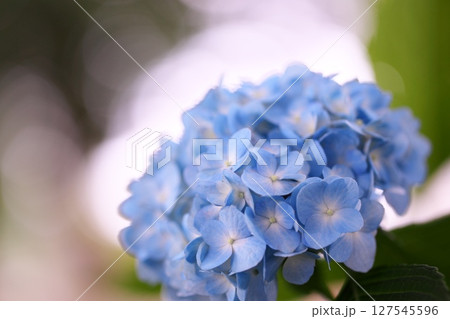 初夏の紫陽花と玉ボケ 127545596