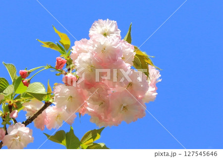 満開の八重桜と青空(松月・春イメージ) 満開の八重桜と青空(松月・春イメージ) 127545646