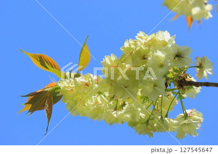 満開の八重桜と青空（ウコン桜・春イメージ） 127545647