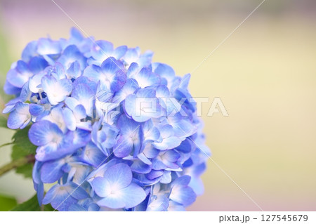 初夏の紫陽花の花 127545679
