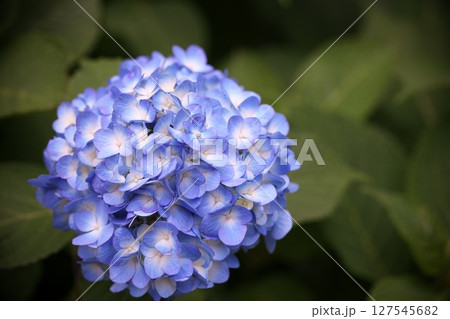 初夏の紫陽花の花 127545682