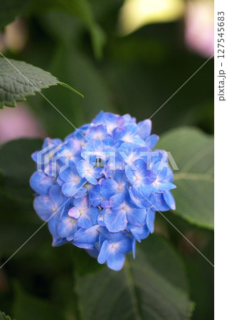 初夏の紫陽花の花 127545683