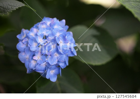 初夏の紫陽花の花 127545684