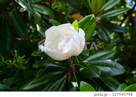 タイサンボクの花・泰山木 タイサンボクの花・泰山木 127545748