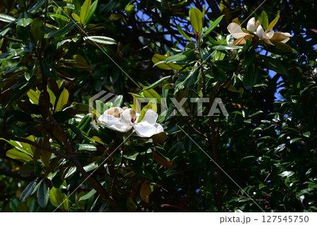 タイサンボクの花・泰山木 タイサンボクの花・泰山木 127545750