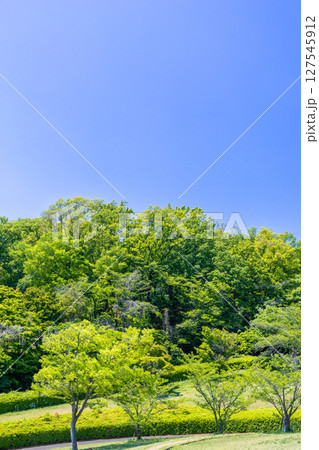 新緑の季節の緑のある公園 127545912