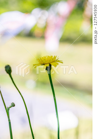 たんぽぽと鯉のぼりのある景色 127545930