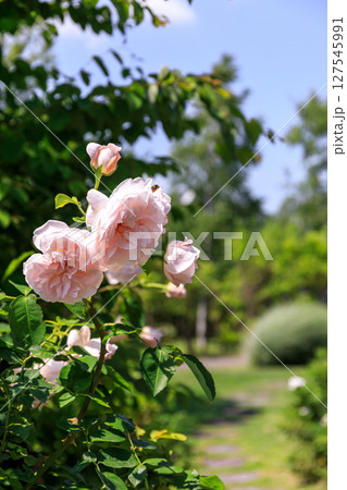 北海道岩見沢市、いわみざわ公園で可憐に咲くバラ【6月】 127545991