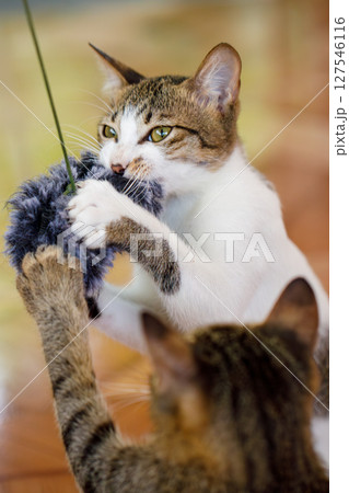 Vertical photo of playful cat holding furry toy while playing with another cat indoors Vertical photo of playful cat holding furry toy while playing with another cat indoors 127546116