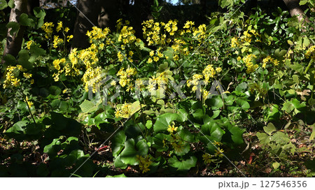 ツワブキの花畑 ツワブキの花畑 127546356