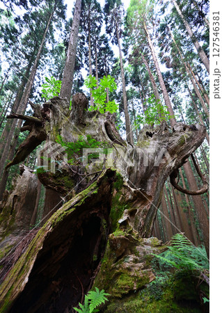 株杉の森 株杉の森 127546381