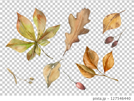Autumn floral watercolor set with colorful chestnut,oak leaves and red berries illustration. Hand drawn fall forest elements, foliage elements for harvest season poster,wallpaper,web design 127546440