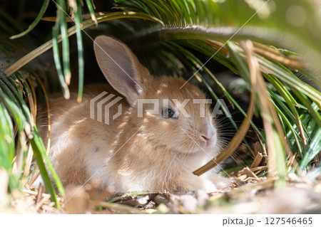 木蔭で休む子うさぎ 127546465