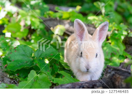 もふもふカラー子ウサギの記念撮影 127546485