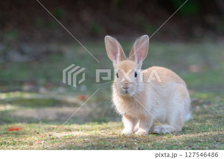 子ウサギの記念撮影 127546486