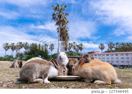 ウサギの青空レストラン 127546495