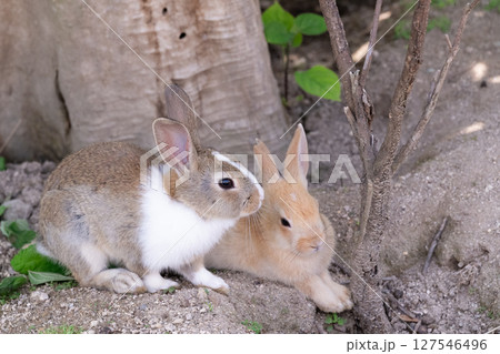 木蔭でくつろぐ仲良し子うさぎ 127546496