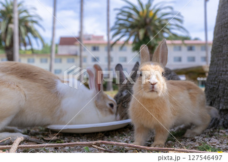 スポットライトを浴びて見上げる子うさぎ 127546497