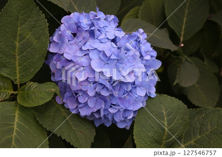 公園に咲く紫陽花の花 公園に咲く紫陽花の花 127546757