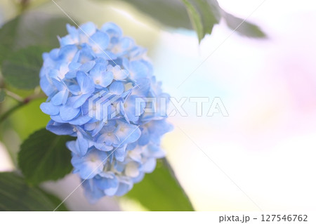 公園に咲く紫陽花の花 127546762