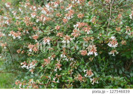 アベリアの花・ハナツクバネウツギ 127546839
