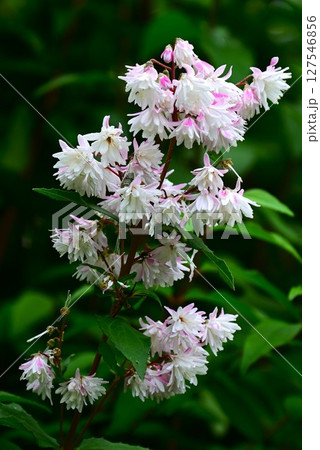 ショウキウツギの花・鐘馗空木 ショウキウツギの花・鐘馗空木 127546856
