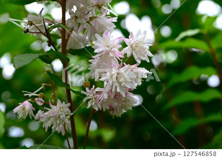 ショウキウツギの花・鐘馗空木 ショウキウツギの花・鐘馗空木 127546858