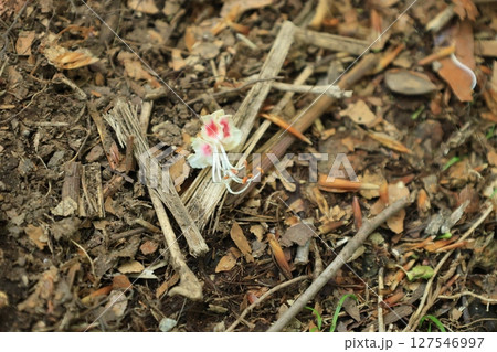 地面に落ちた1輪のトチノキの花 地面に落ちた1輪のトチノキの花 127546997