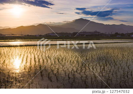 夕暮れの平塚郊外の水田と丹沢山脈 夕暮れの平塚郊外の水田と丹沢山脈 127547032