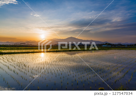夕暮れの平塚郊外の水田と丹沢山脈 127547034