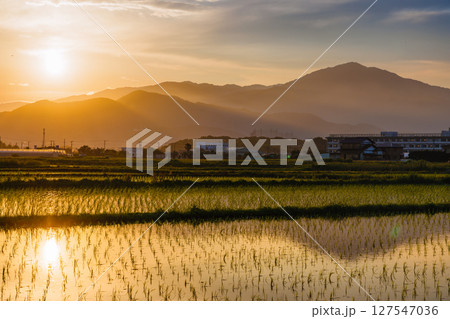 夕暮れの平塚郊外の水田と丹沢山脈 夕暮れの平塚郊外の水田と丹沢山脈 127547036
