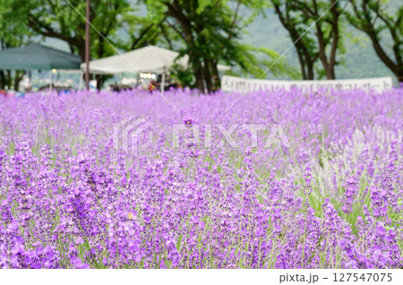 ラベンダーの花　八木崎公園 127547075