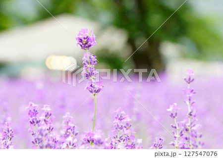 ラベンダーの花 八木崎公園 ラベンダーの花 八木崎公園 127547076