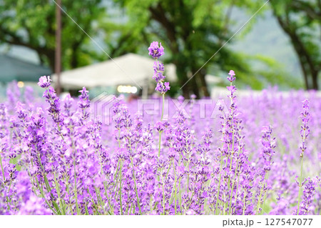 ラベンダーの花 八木崎公園 ラベンダーの花 八木崎公園 127547077
