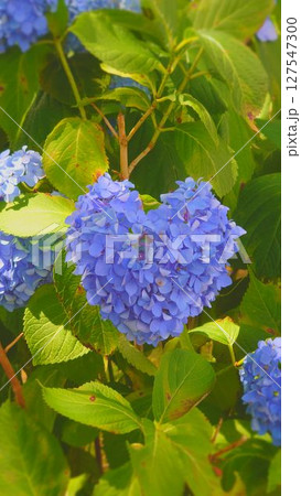 ハート型の青い紫陽花 127547300