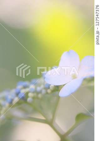 白い紫陽花の花 127547376