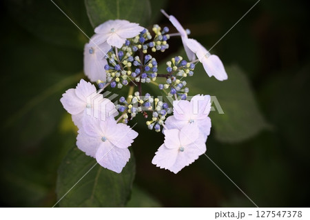 白い紫陽花の花 白い紫陽花の花 127547378