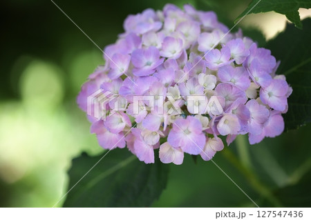 散歩道脇に咲く紫色の紫陽花 散歩道脇に咲く紫色の紫陽花 127547436
