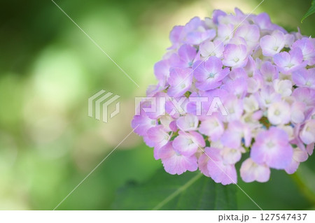 散歩道脇に咲く紫色の紫陽花 127547437