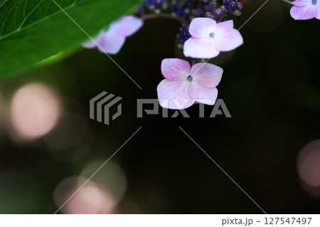 公園に咲く紫陽花の花 公園に咲く紫陽花の花 127547497