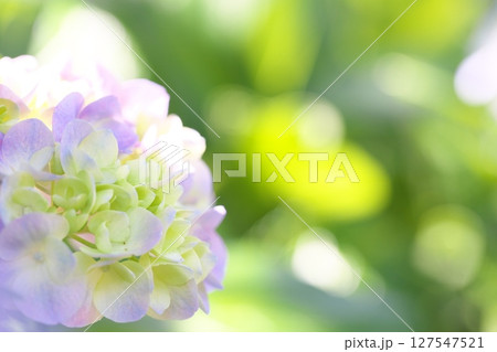 散歩道に咲く紫陽花の花 散歩道に咲く紫陽花の花 127547521