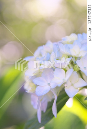 散歩道に咲く紫陽花の花 127547523