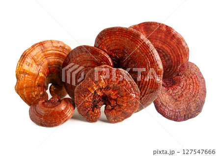 Dried lingzhi mushroom isolated on white background, Dried lingzhi mushroom isolated on white background, 127547666