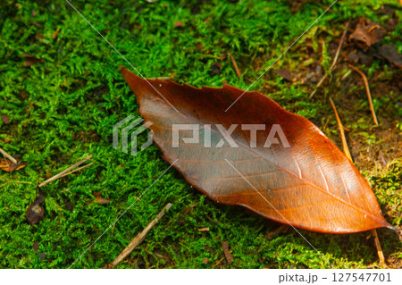 森の中、落ち葉、苔 森の中、落ち葉、苔 127547701