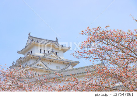 兵庫県姫路市、満開の桜と姫路城の風景 127547861