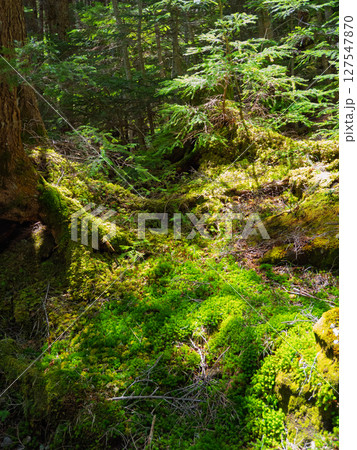 神秘的な苔に包まれた白駒の森の風景 127547870