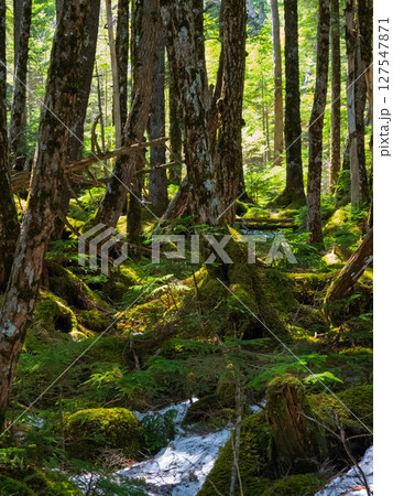 神秘的な苔に包まれた白駒の森の風景 127547871